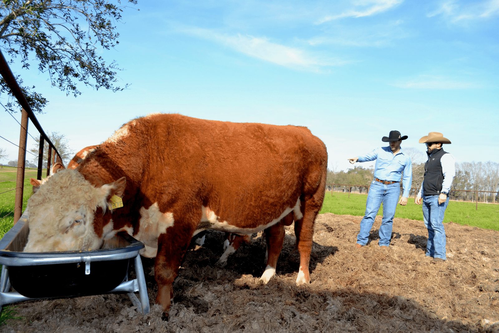 Ranchers working cattle