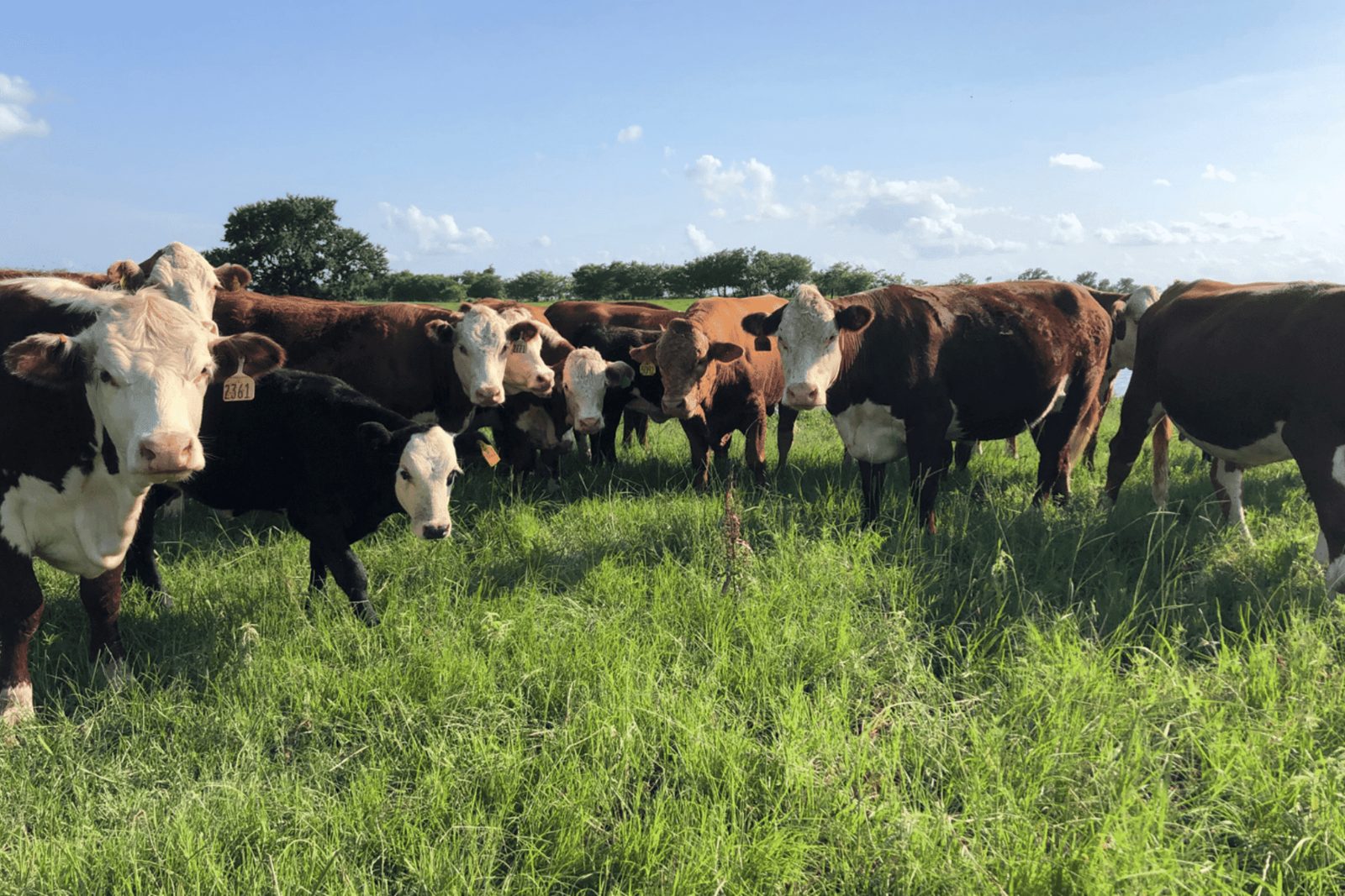 Louisiana cattle on pasture