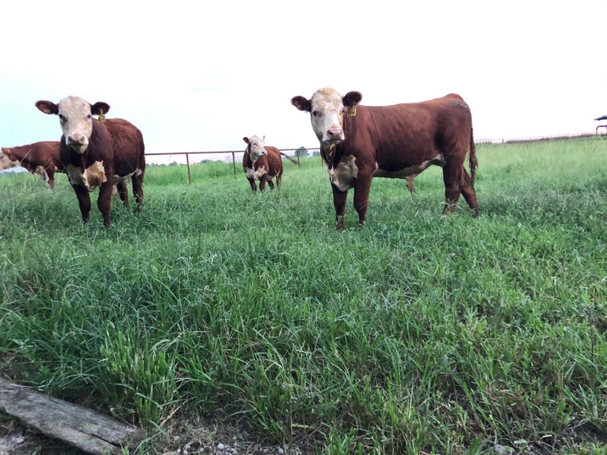 Hereford cattle on pasture
